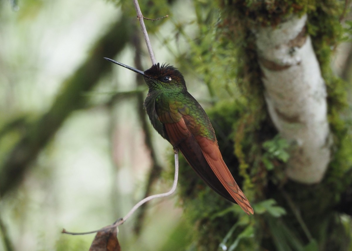 Rainbow Starfrontlet - ML645907243