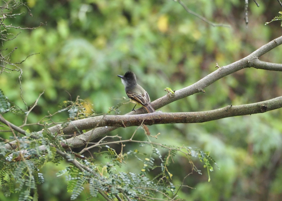 Dusky-capped Flycatcher - ML645907249