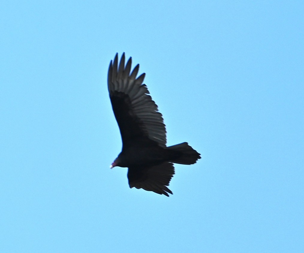Turkey Vulture - ML645907250