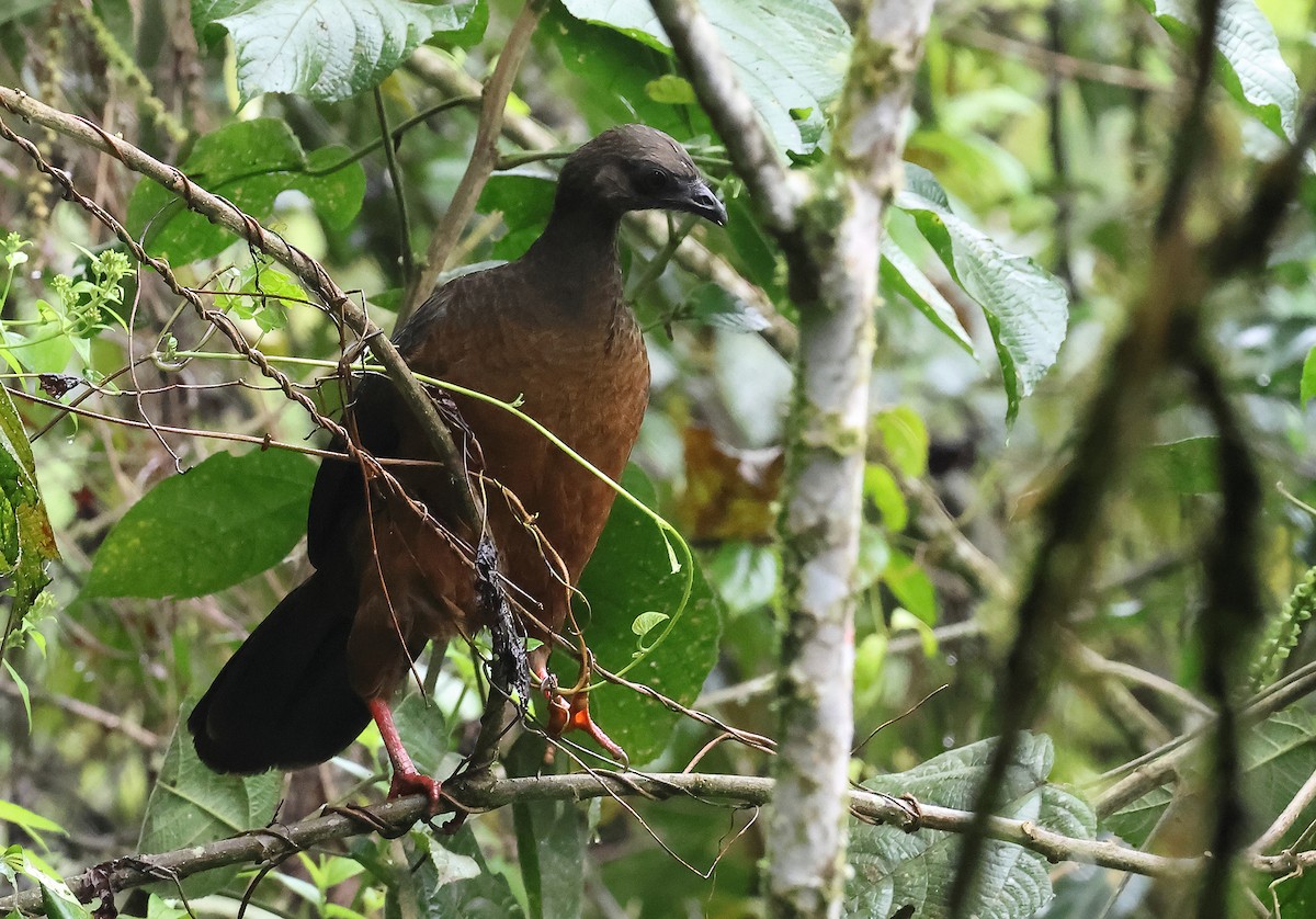Sickle-winged Guan - ML645907253