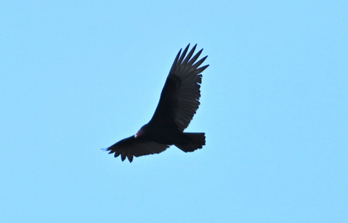Turkey Vulture - ML645907257