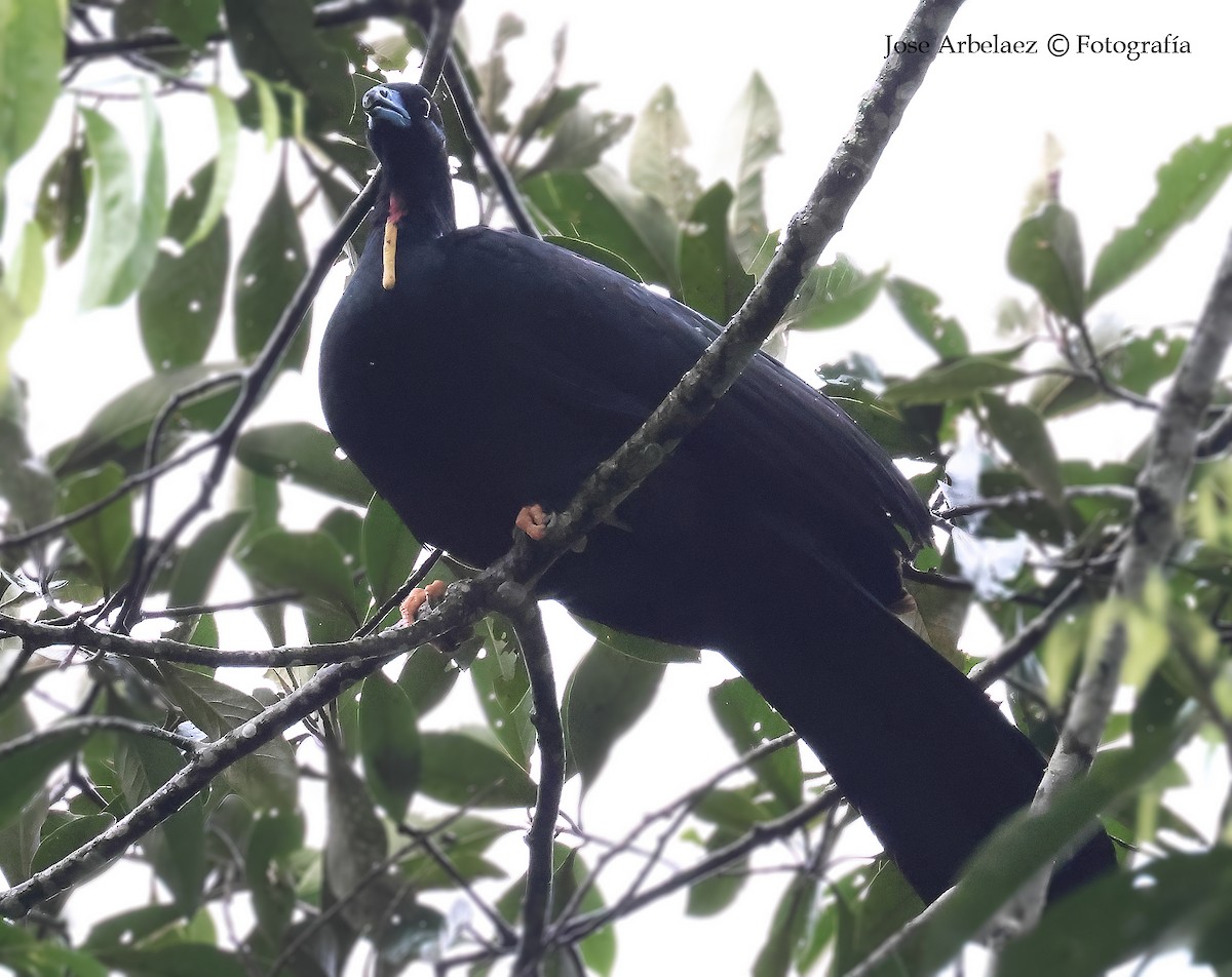 Wattled Guan - ML645907262
