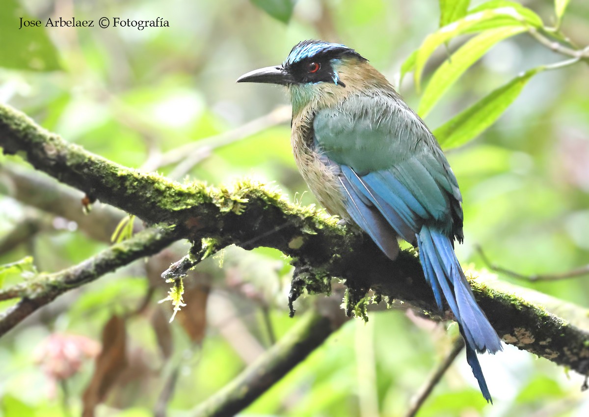 Andean Motmot - ML645907272