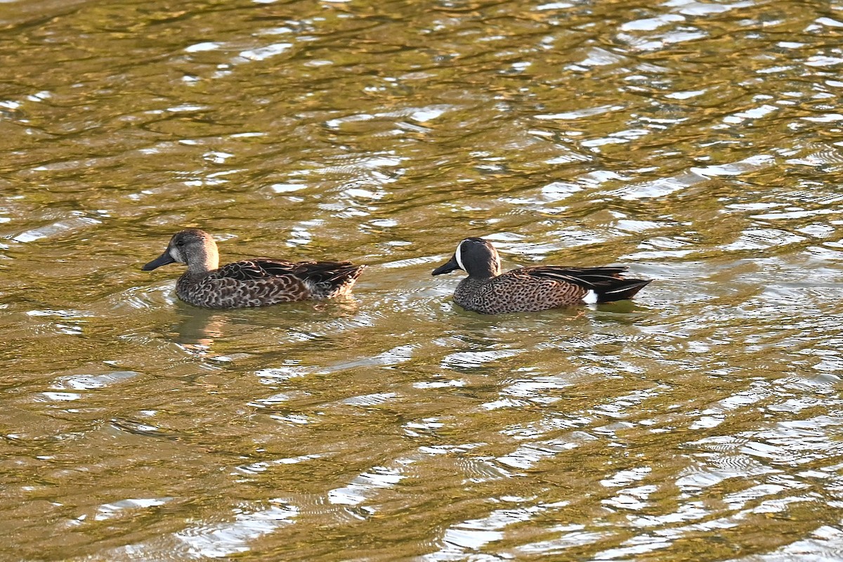 Blue-winged Teal - ML645907275