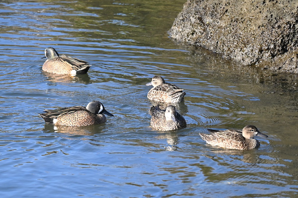 Blue-winged Teal - ML645907276