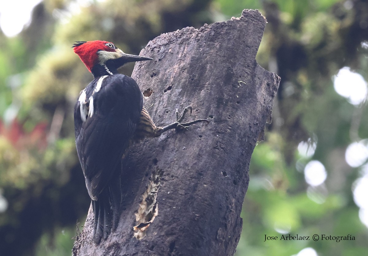 Crimson-crested Woodpecker - ML645907281