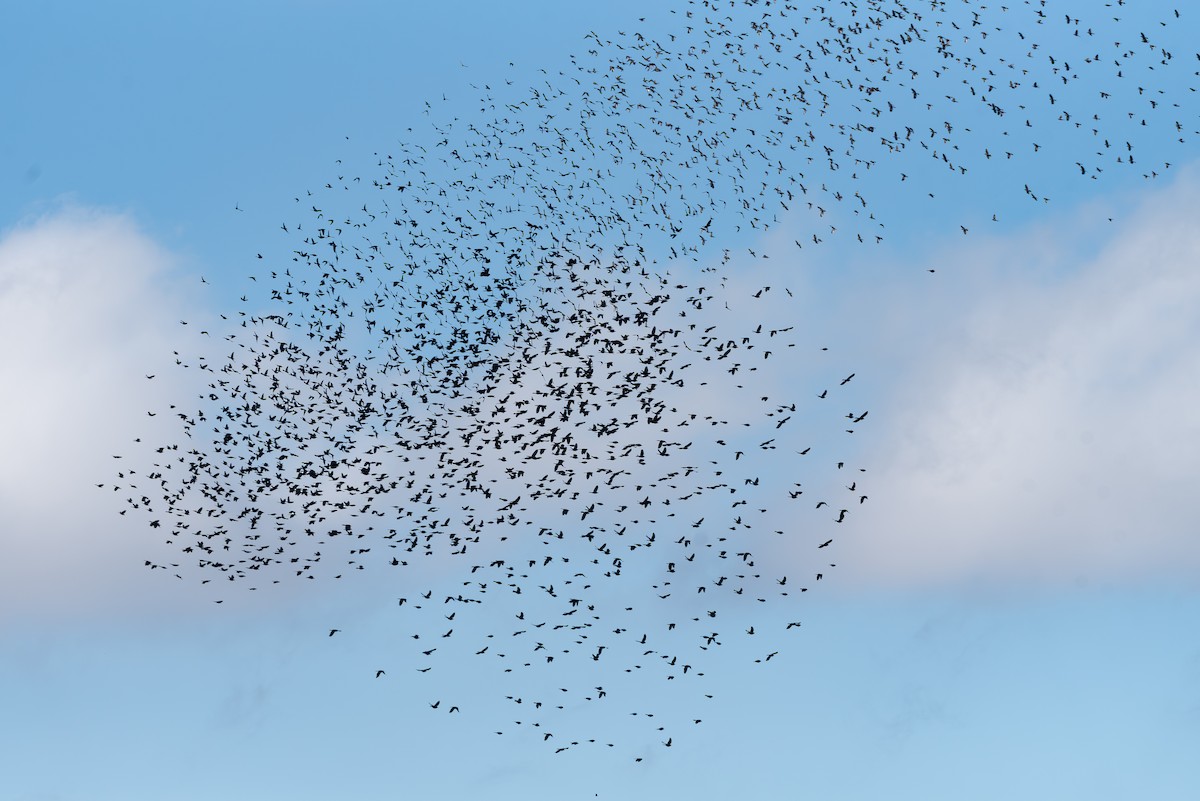 Common Grackle - ML645907305