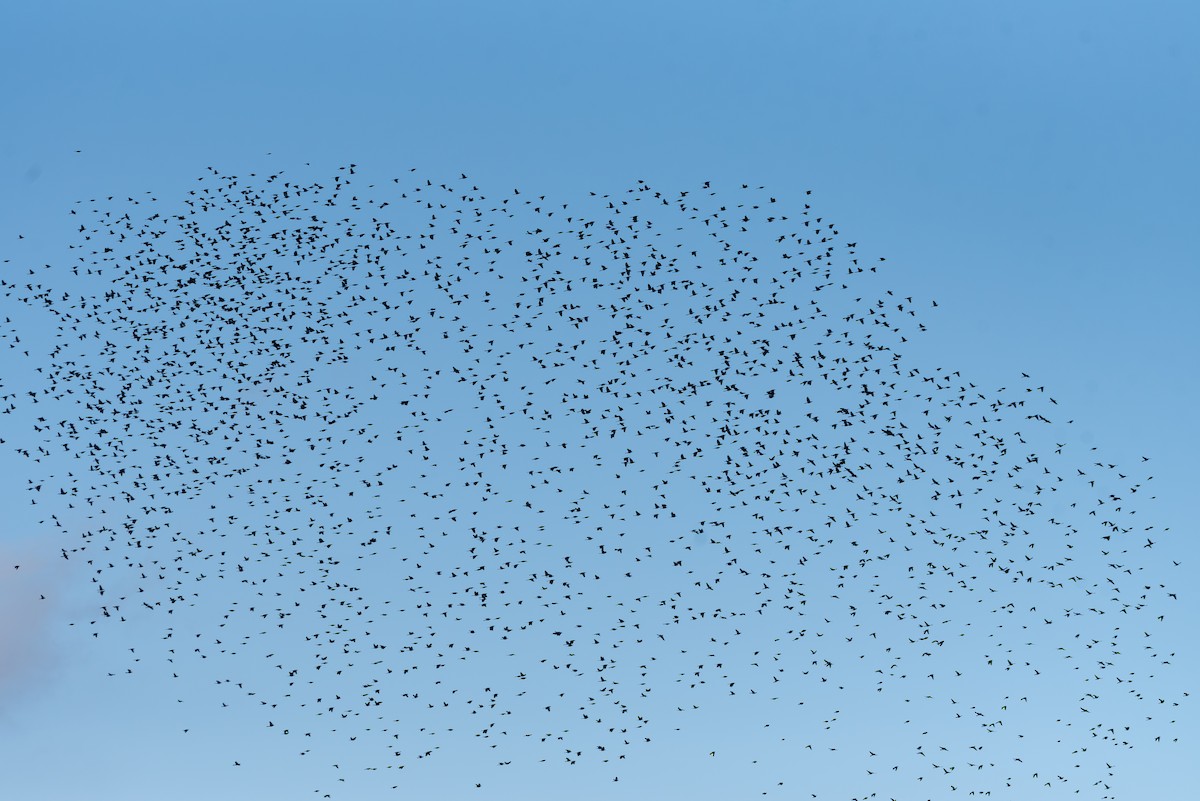 Common Grackle - ML645907306