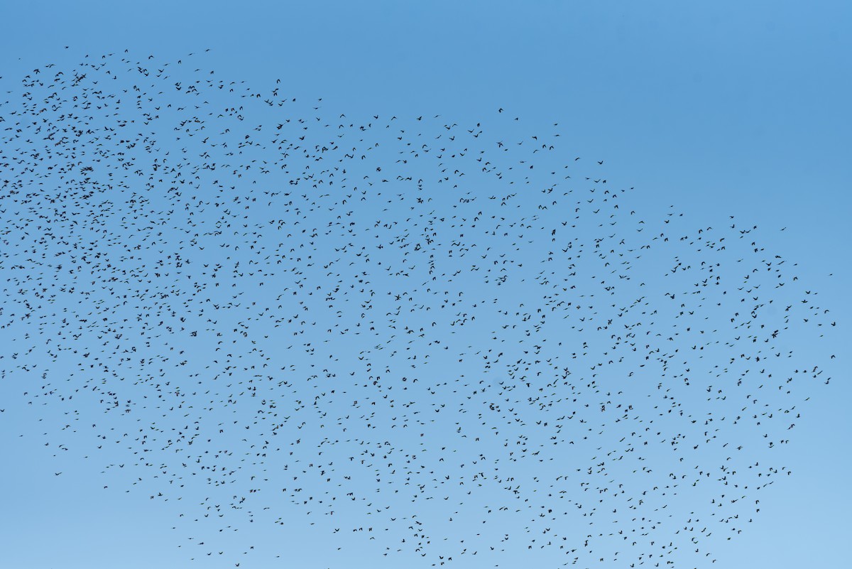 Common Grackle - ML645907307