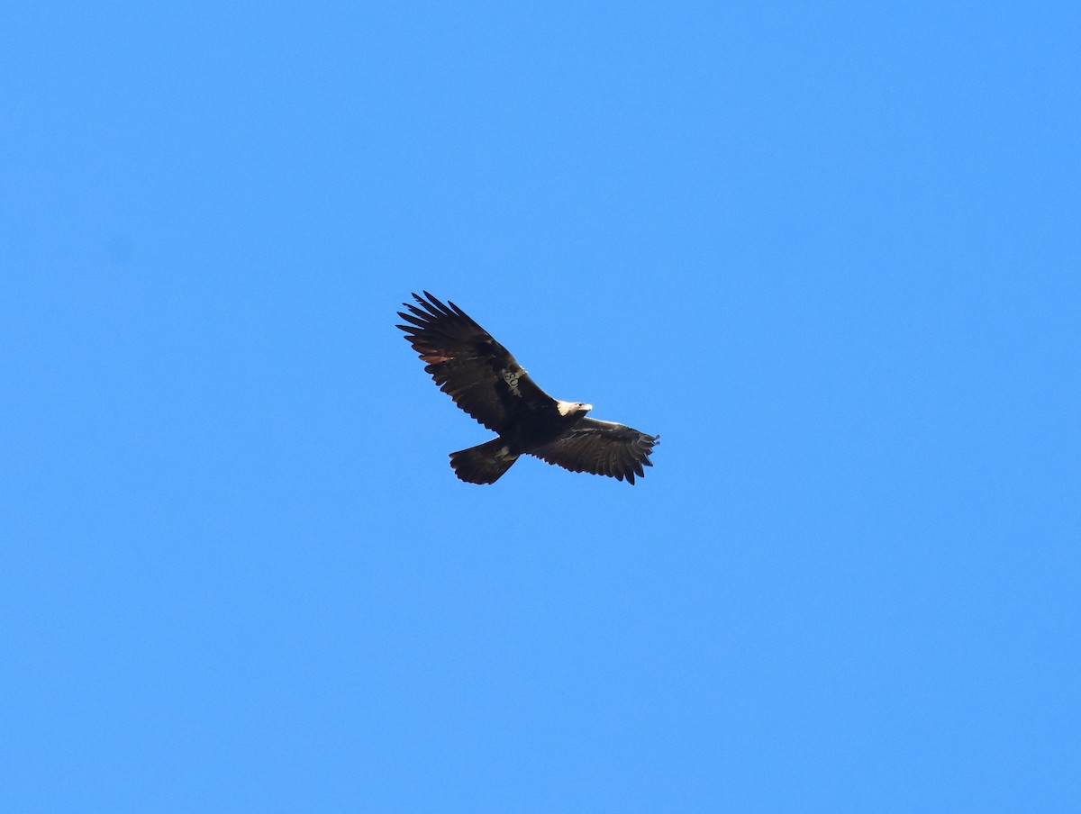 Golden Eagle - ML645907308