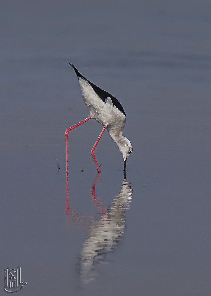 Zankaluze eurasiarra - ML645907312