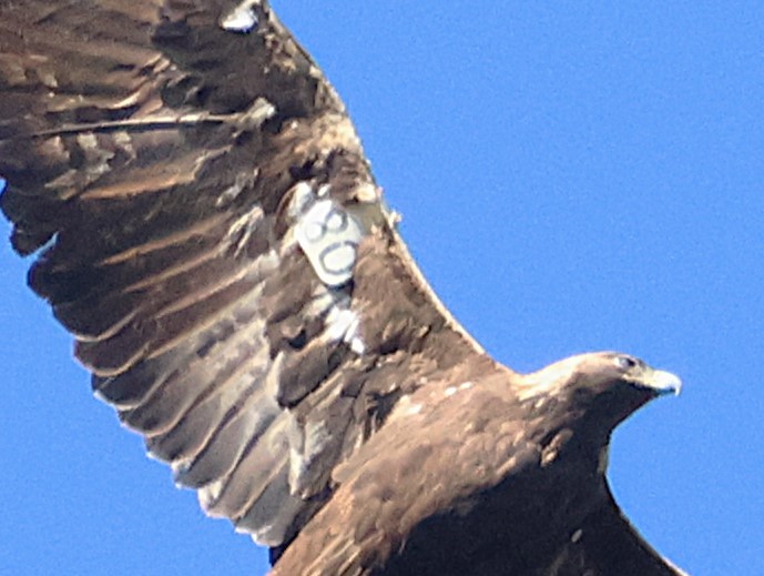 Golden Eagle - ML645907315