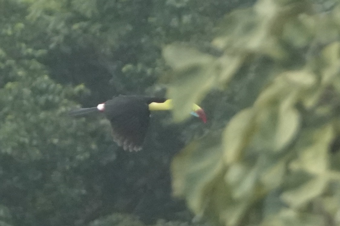 Fischertukan - ML645907321