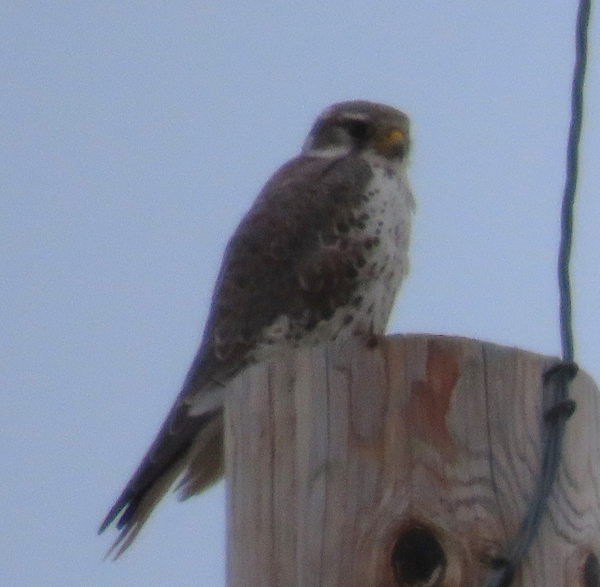 Prairie Falcon - ML645907325