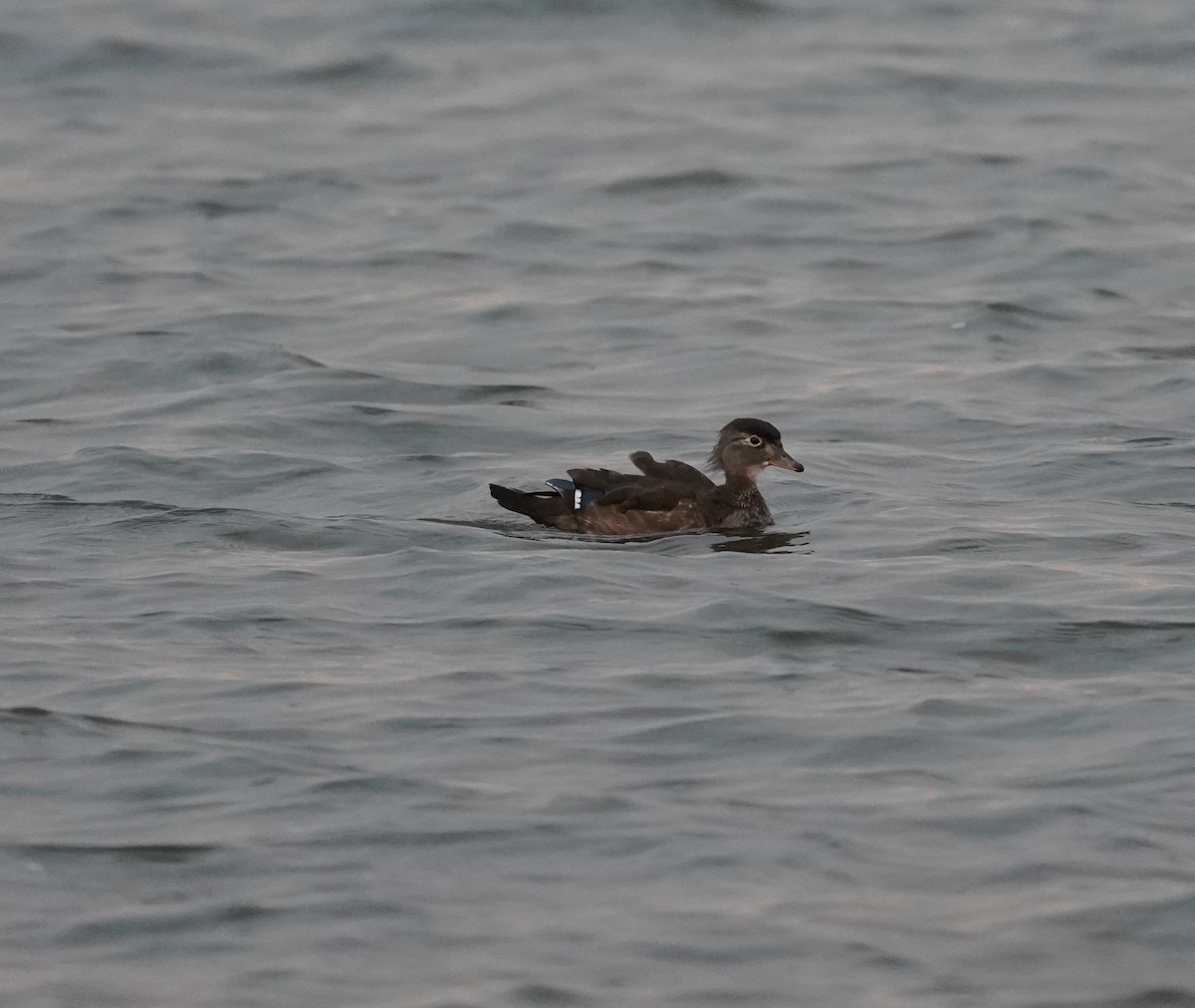 Wood Duck - ML645907332