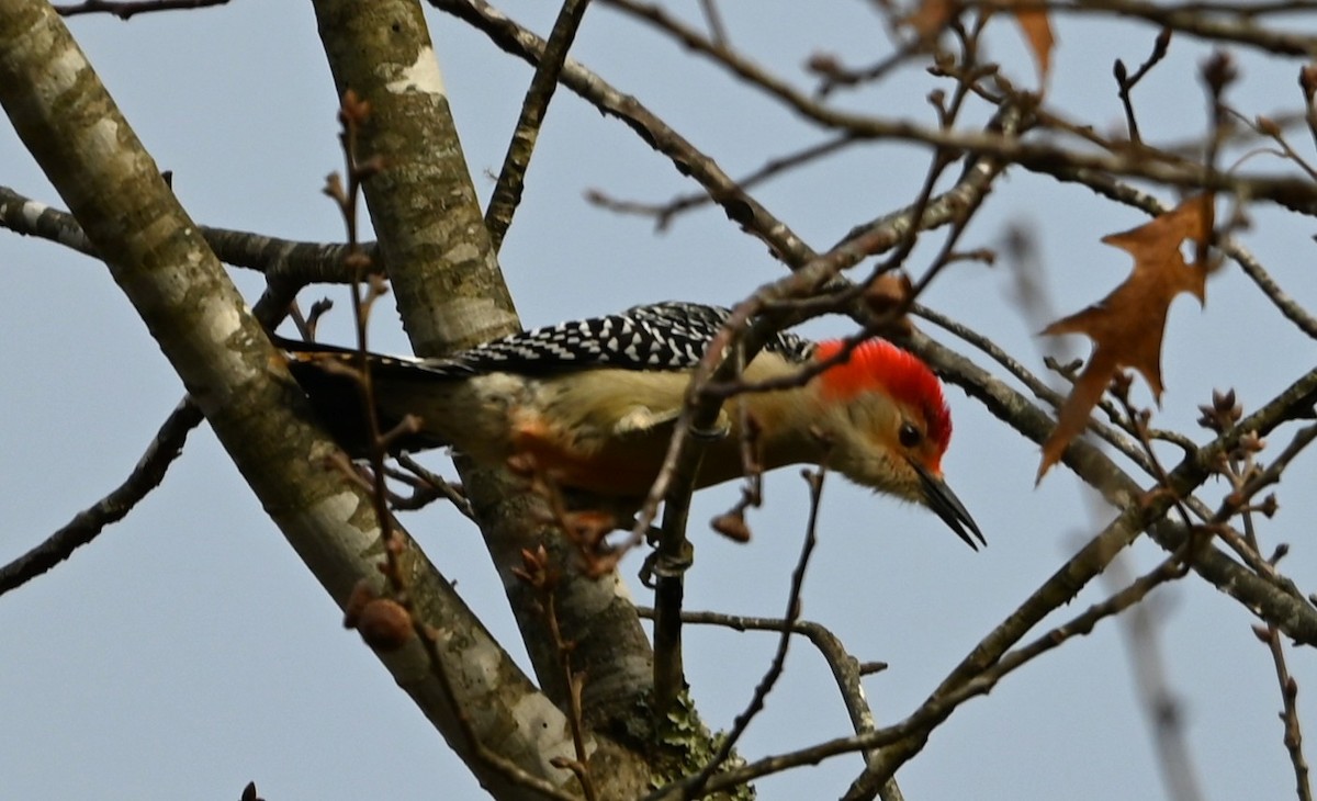 Red-bellied Woodpecker - ML645907336