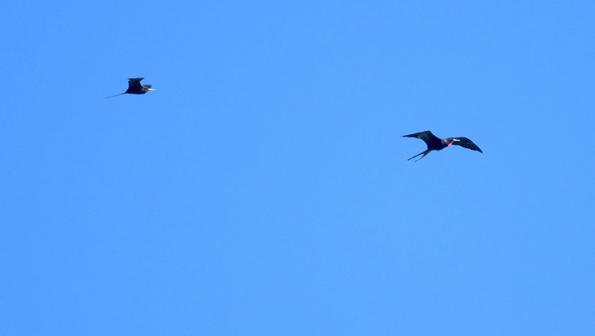 Magnificent Frigatebird - ML645907338