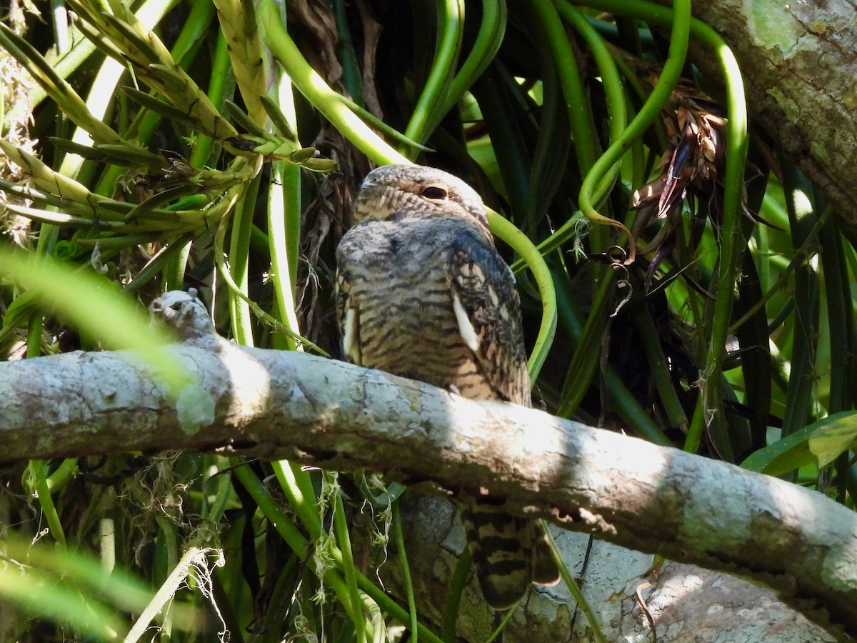 Chuck-will's-widow - ML645907339