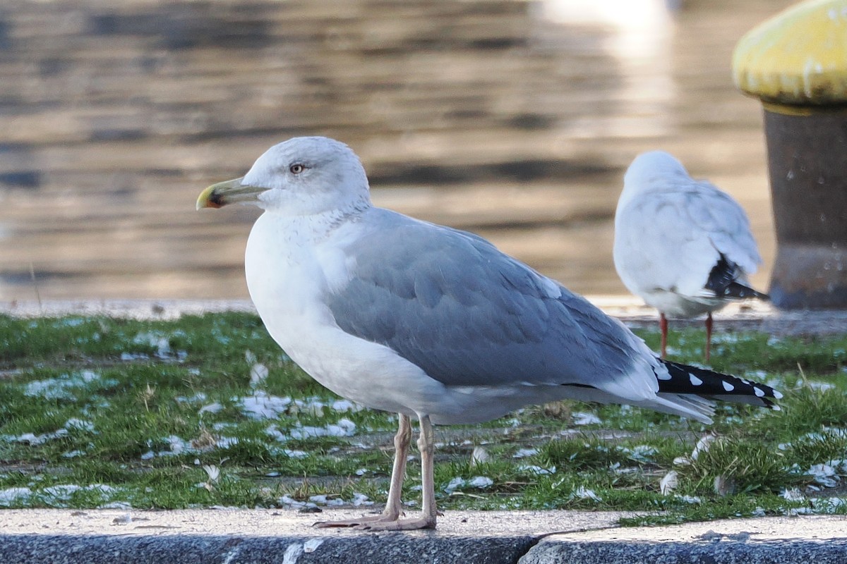 Yellow-legged Gull - ML645907340
