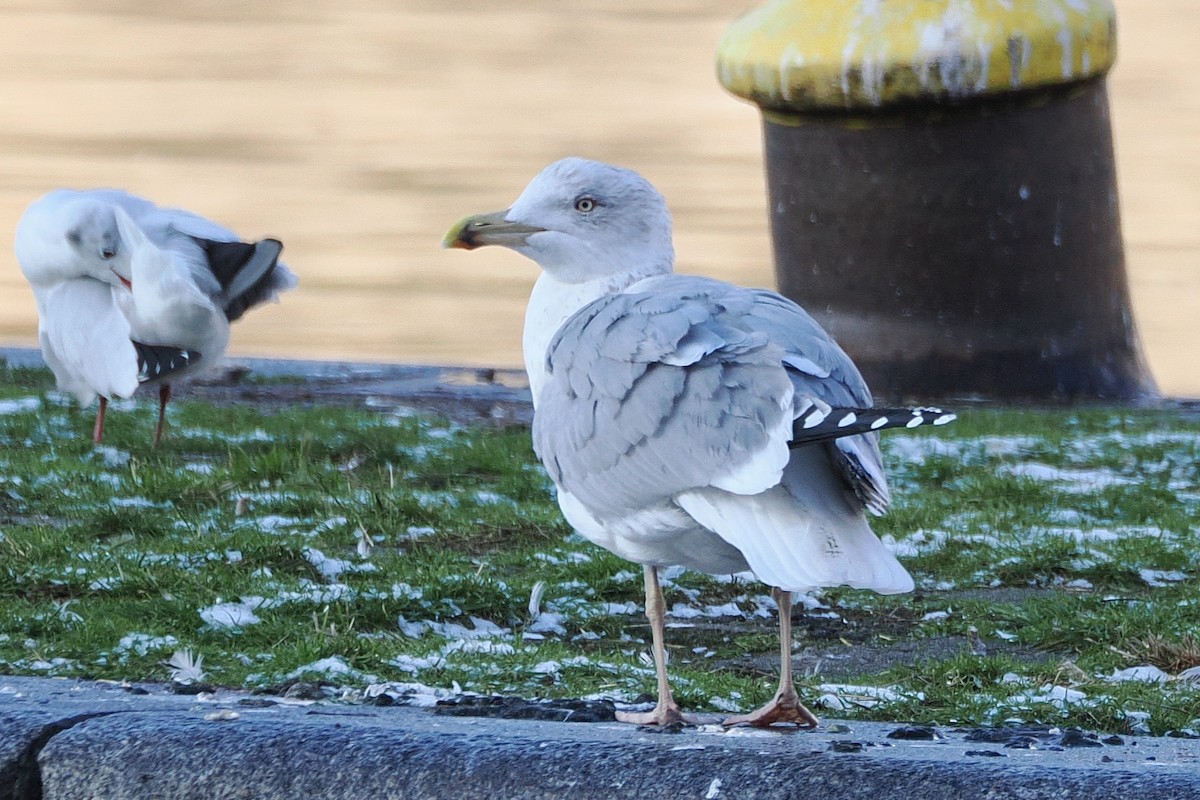 Yellow-legged Gull - ML645907341