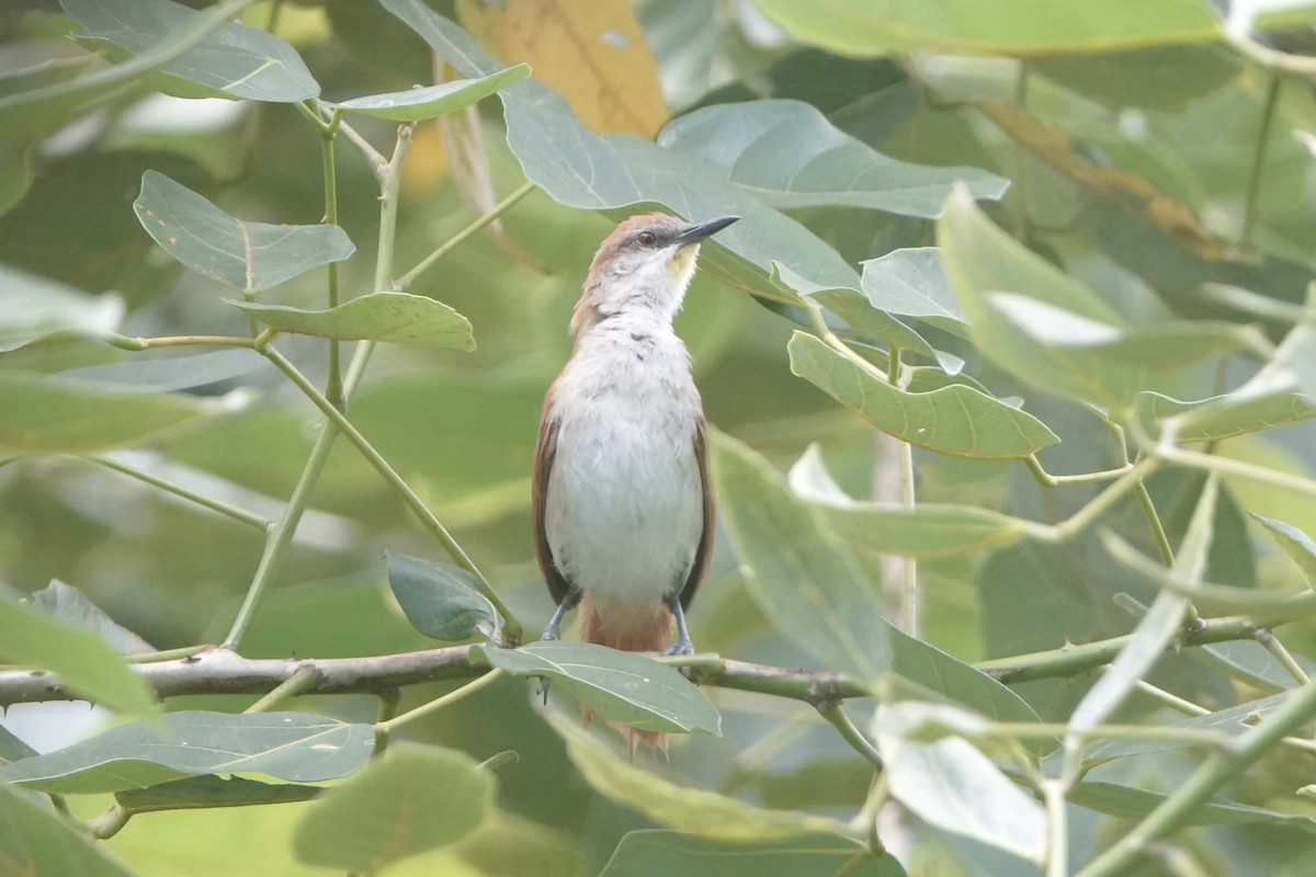 Yellow-chinned Spinetail - ML645907342