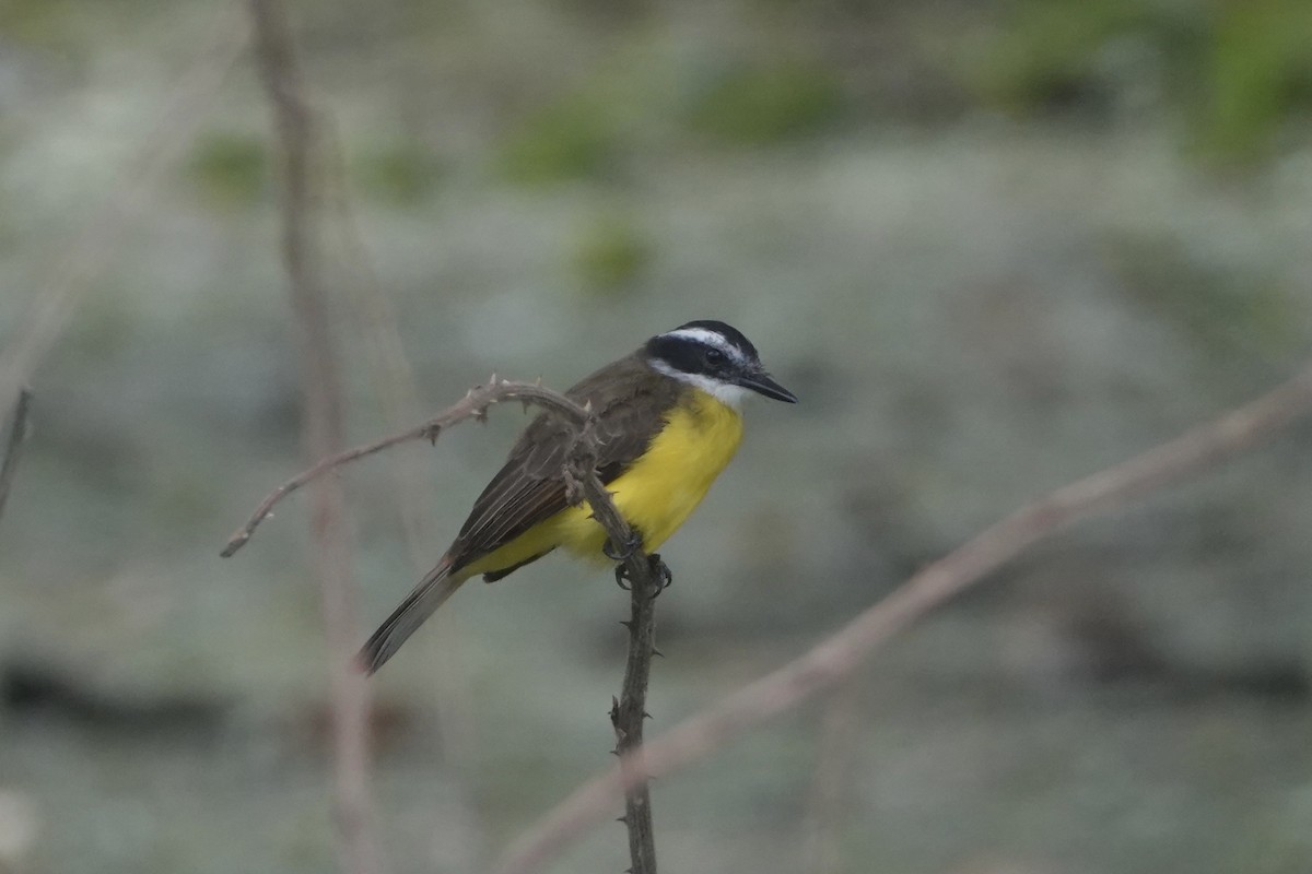 Lesser Kiskadee - ML645907350