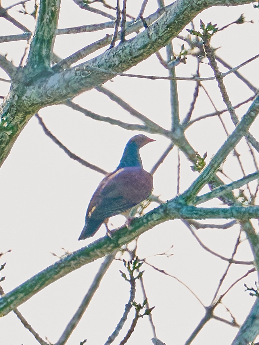 Scaled Pigeon - ML645907351