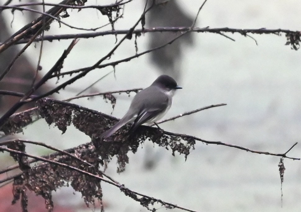 Eastern Phoebe - ML645907352