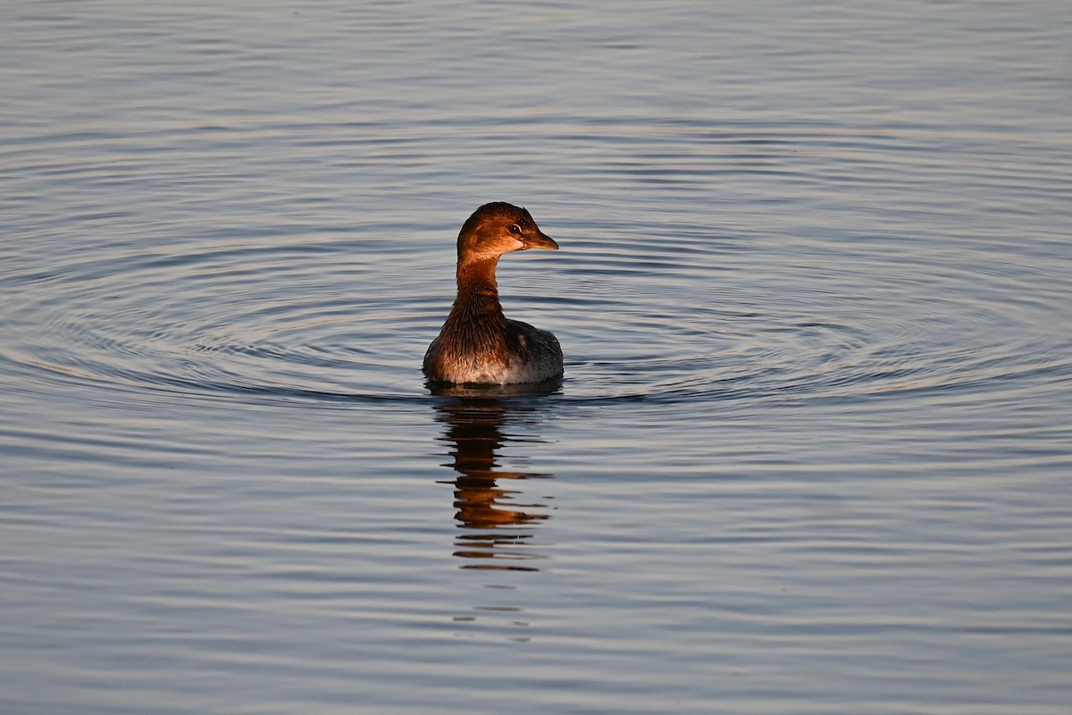 Pied-billed Grebe - ML645907355
