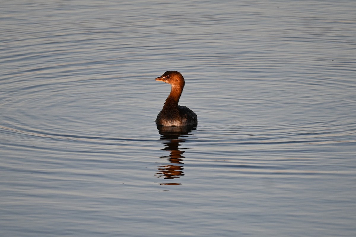 Pied-billed Grebe - ML645907357
