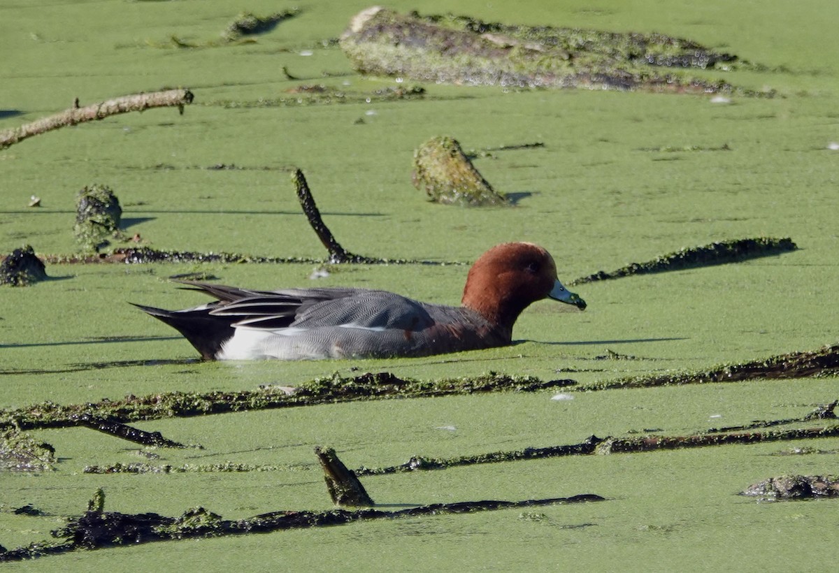 Eurasian Wigeon - ML645907360