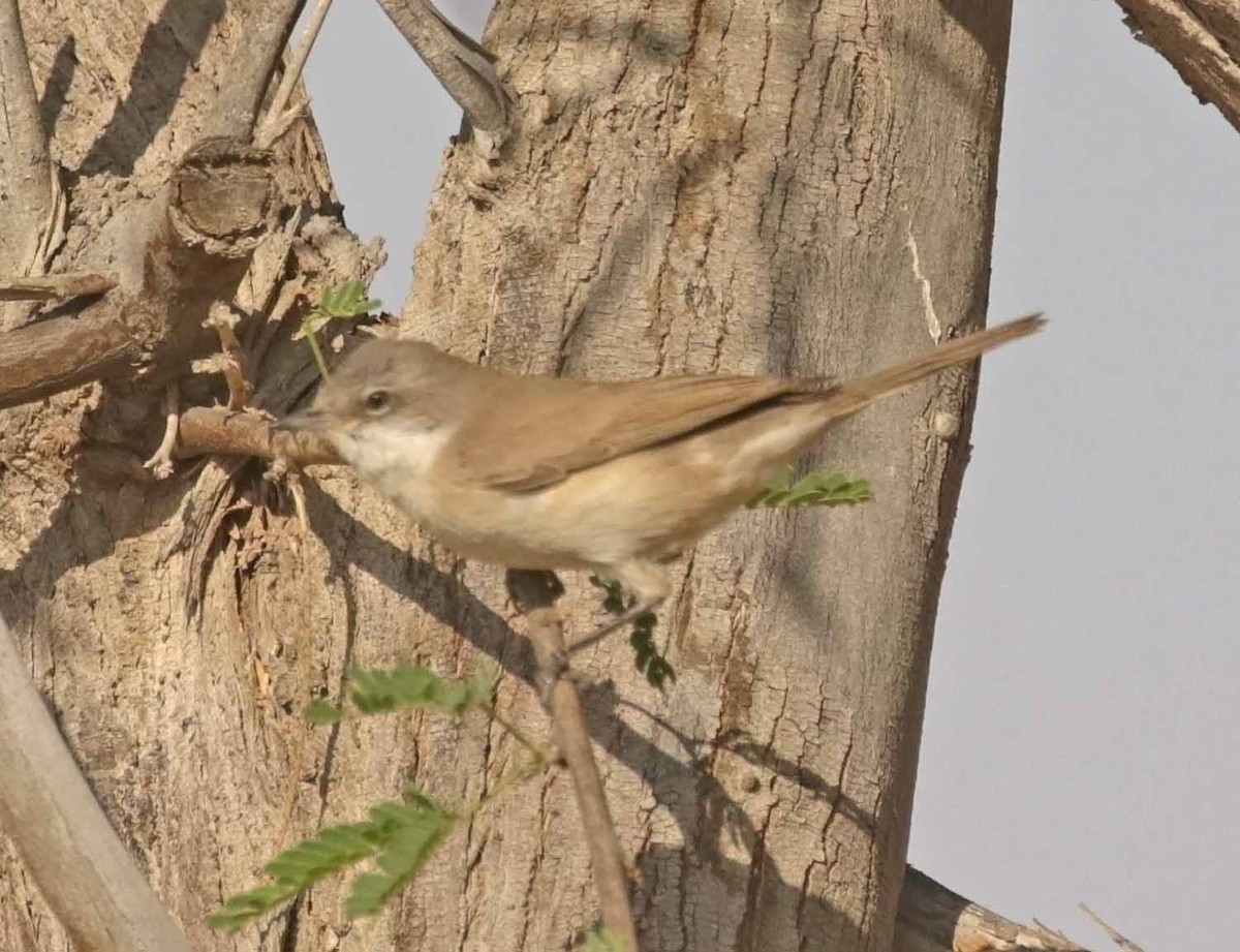 Lesser Whitethroat - ML645907361
