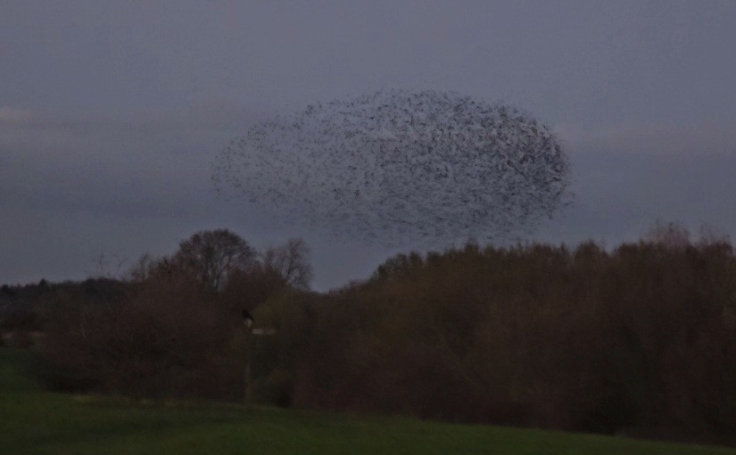 European Starling - ML645907367