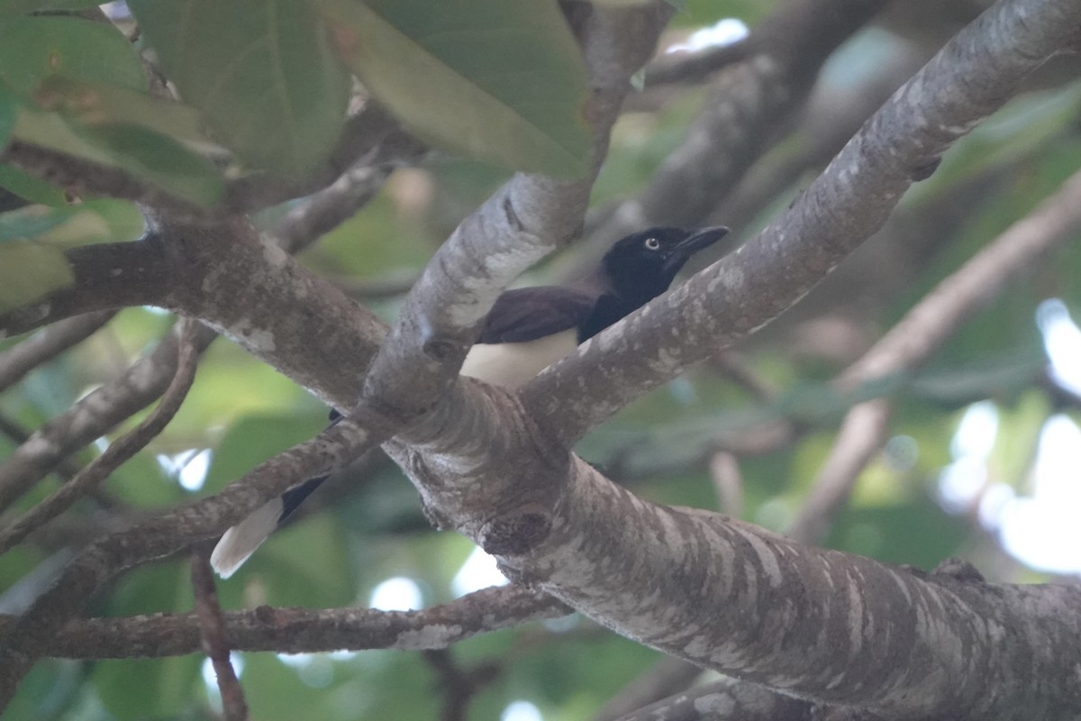 Black-chested Jay - ML645907368