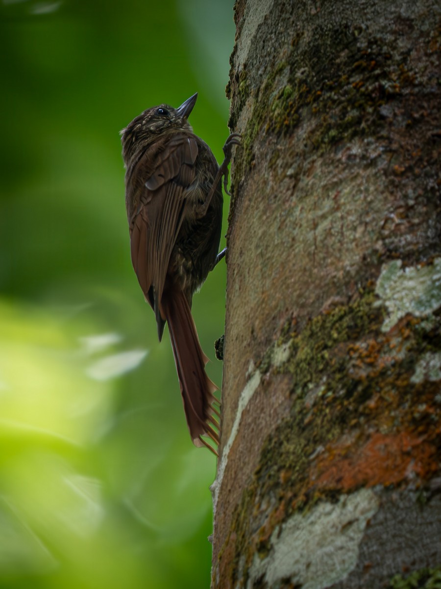 Wedge-billed Woodcreeper - ML645907369