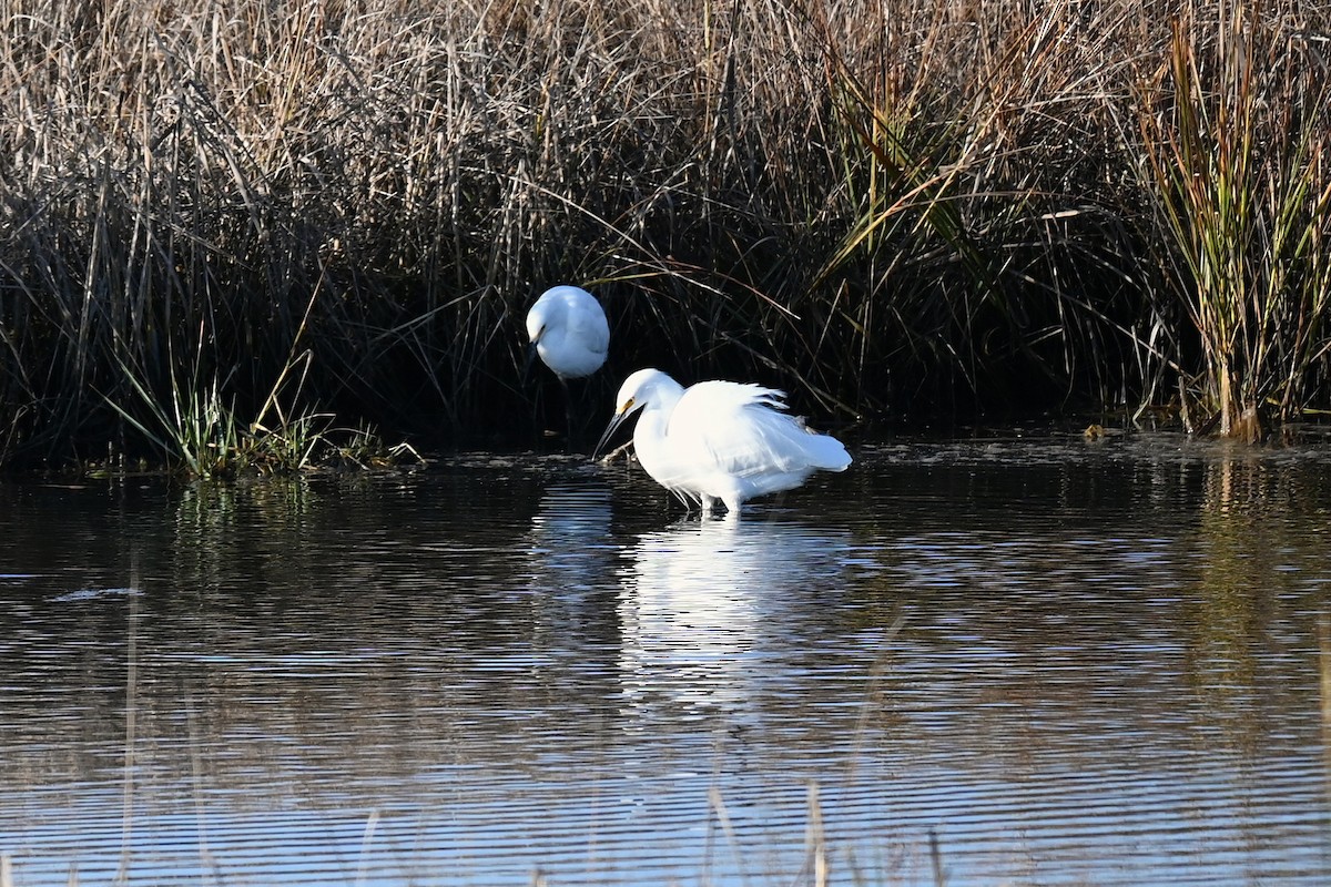 Snowy Egret - ML645907370