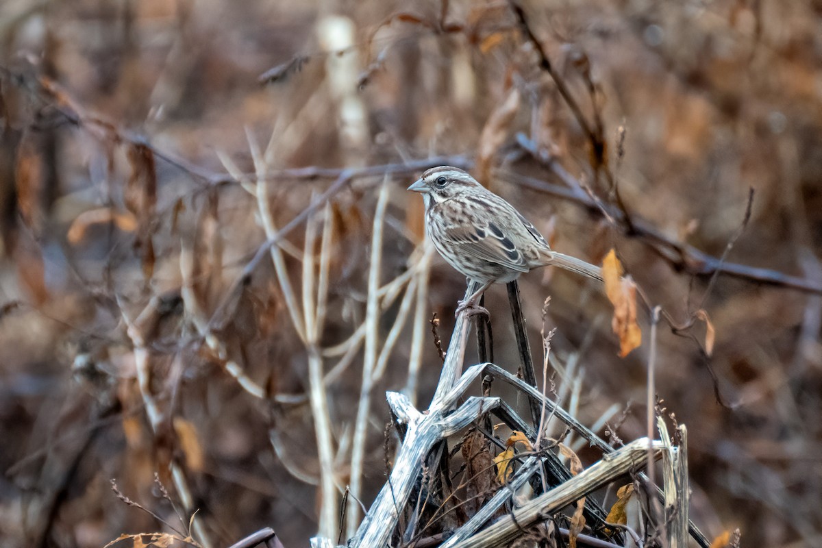 Song Sparrow - ML645907371