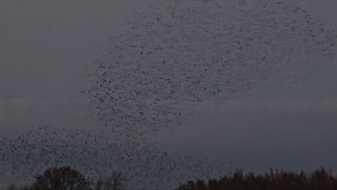 European Starling - ML645907372