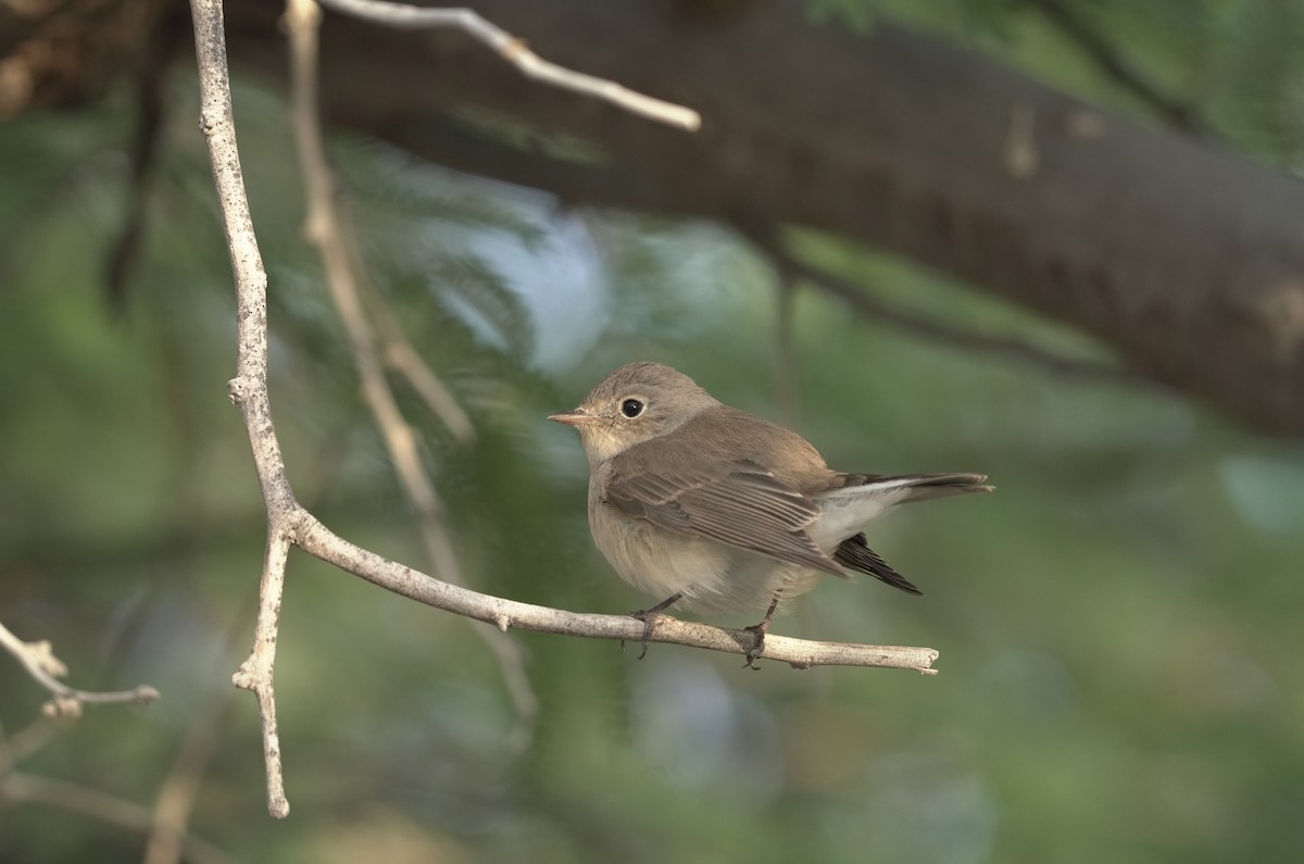 Red-breasted Flycatcher - ML645907373