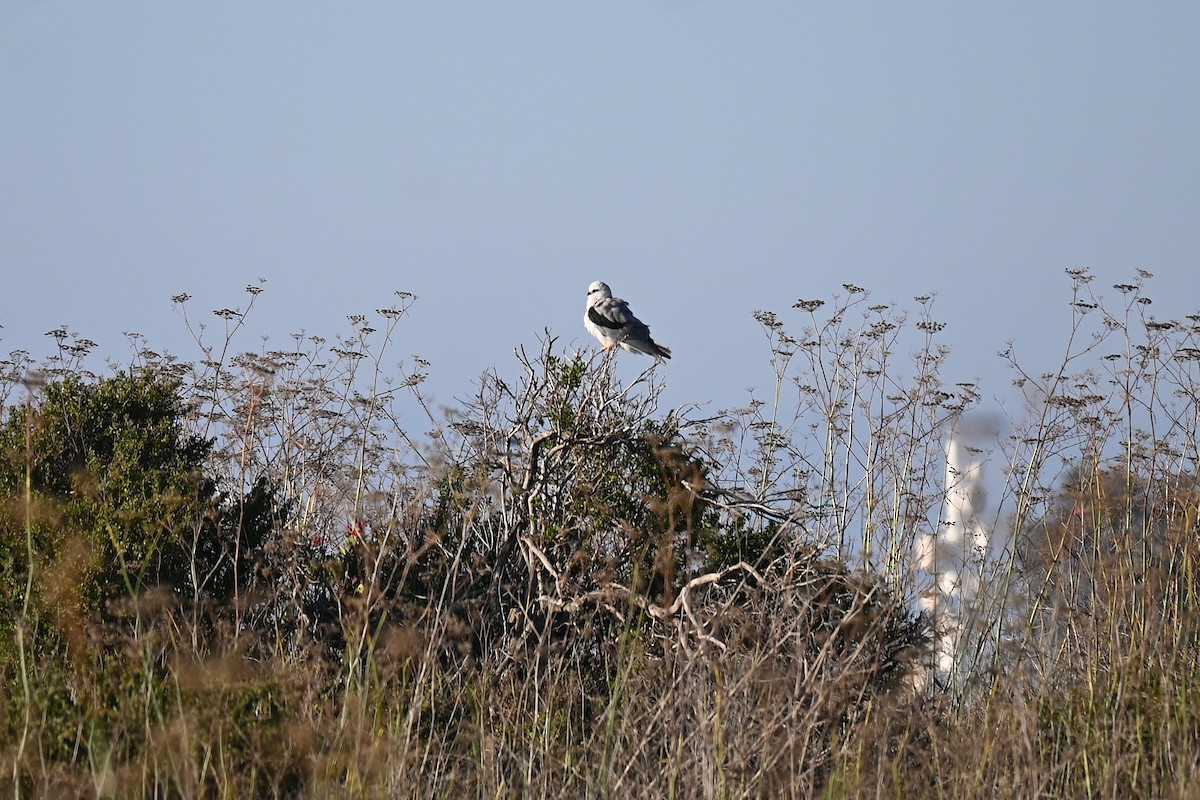 White-tailed Kite - ML645907374