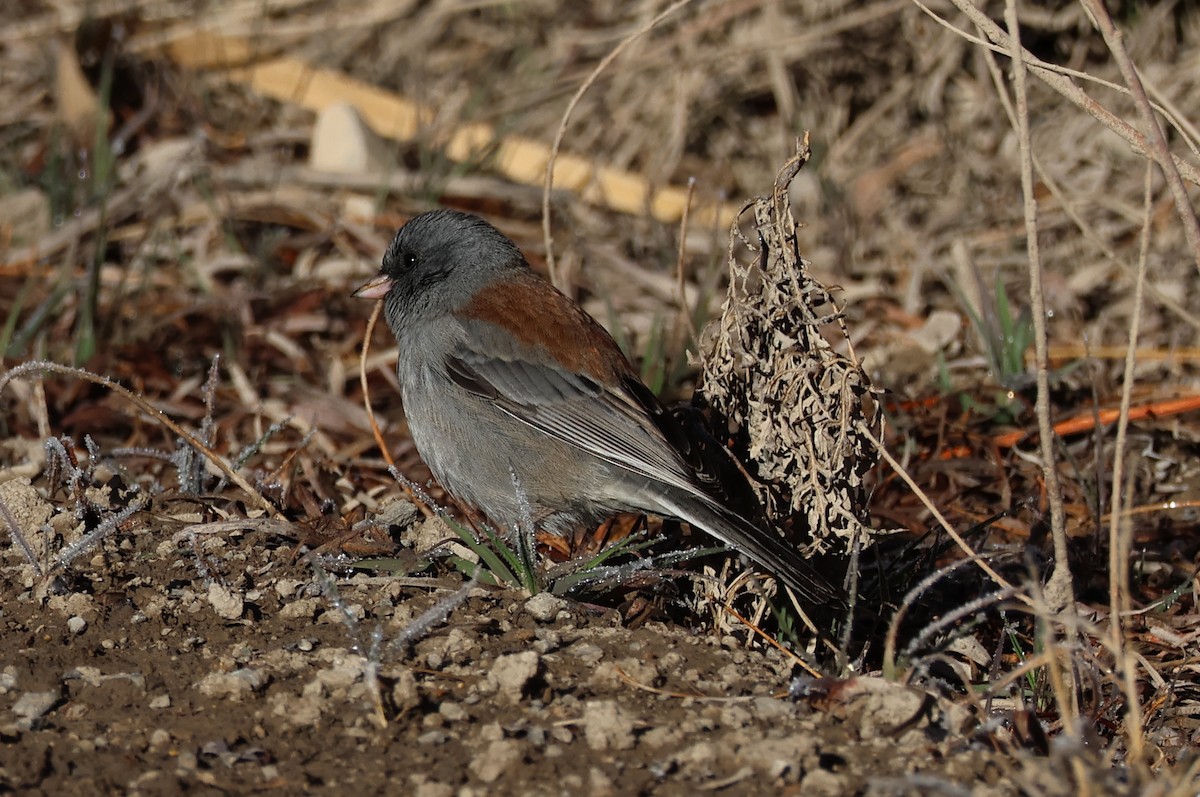 Dark-eyed Junco (Gray-headed) - ML645907375