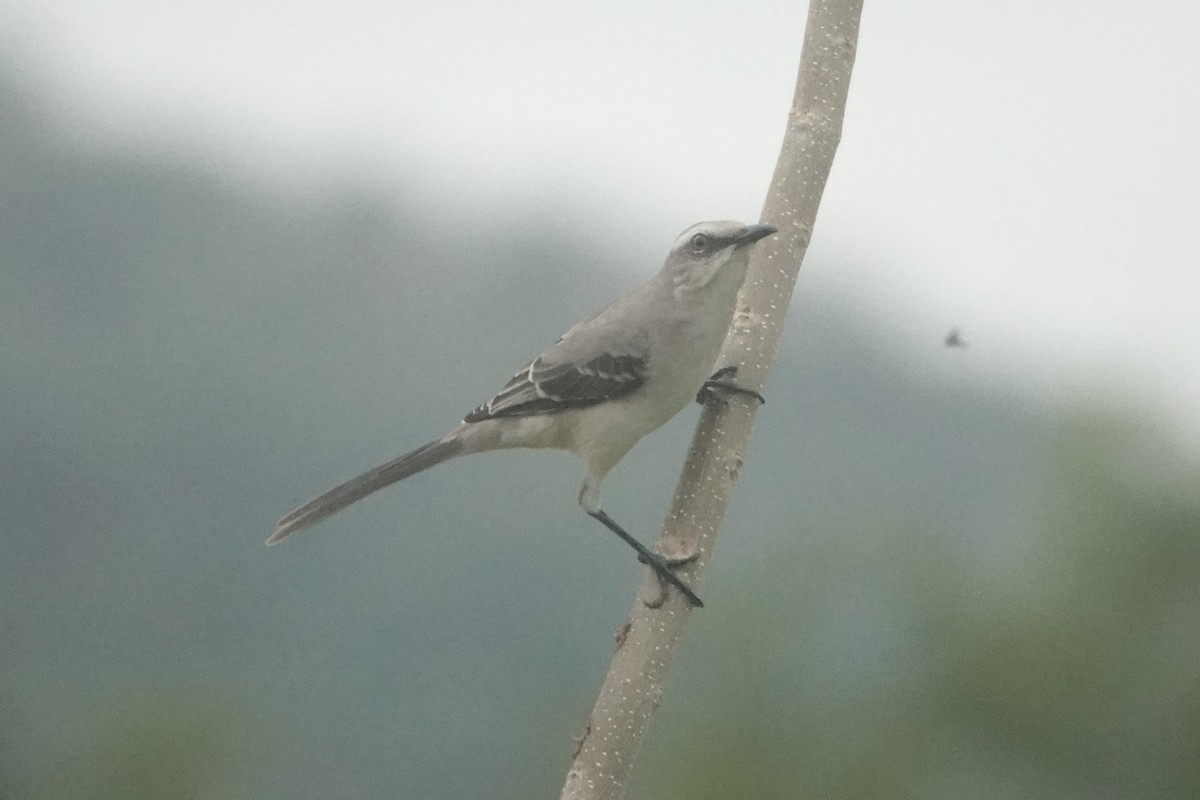 Tropical Mockingbird - ML645907376