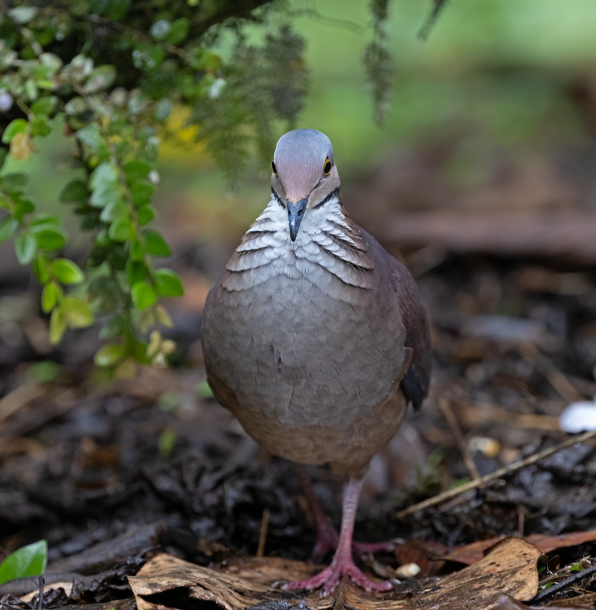 White-throated Quail-Dove - ML645907377