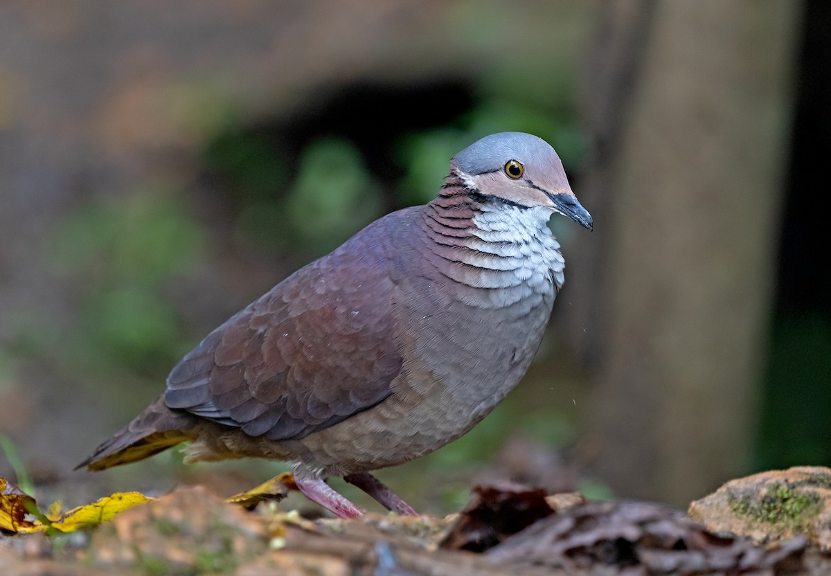 White-throated Quail-Dove - ML645907378