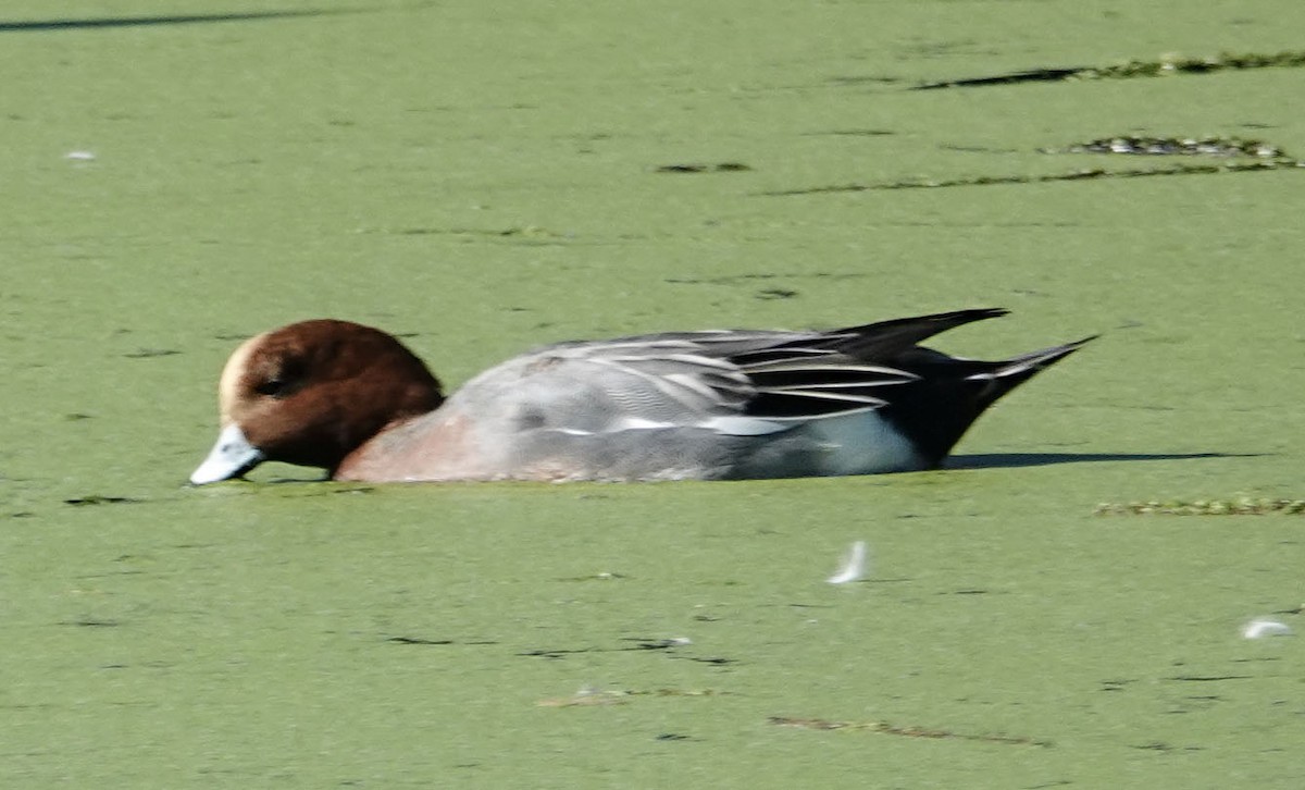 Eurasian Wigeon - ML645907379