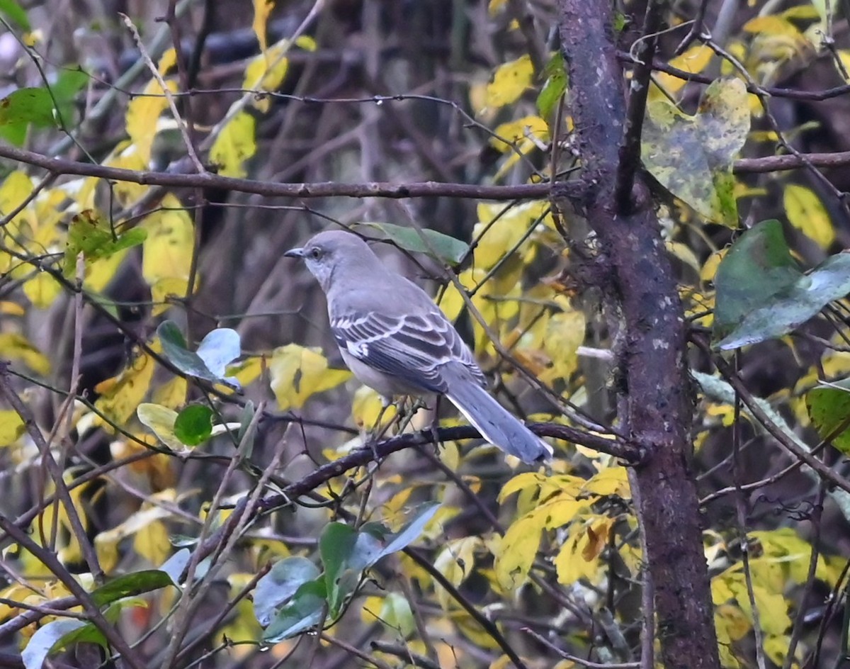 Northern Mockingbird - ML645907380
