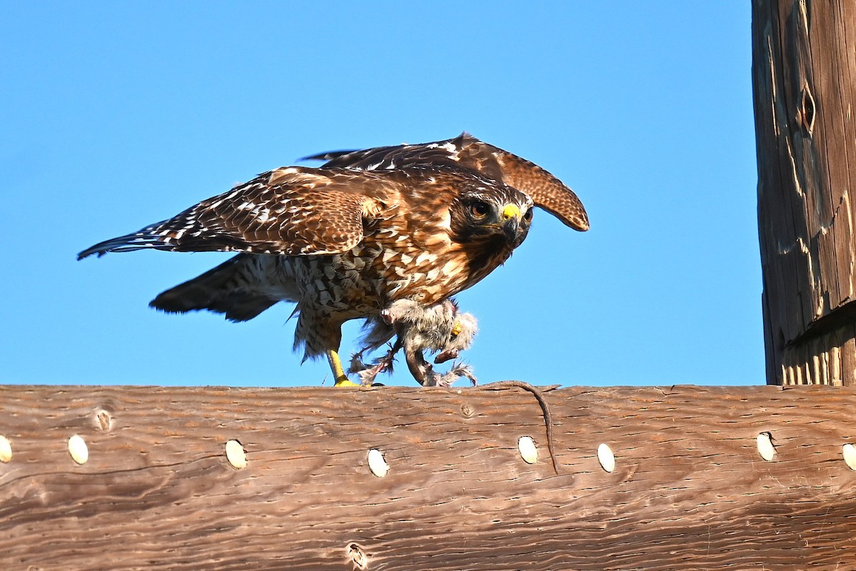 Cooper's Hawk - ML645907381