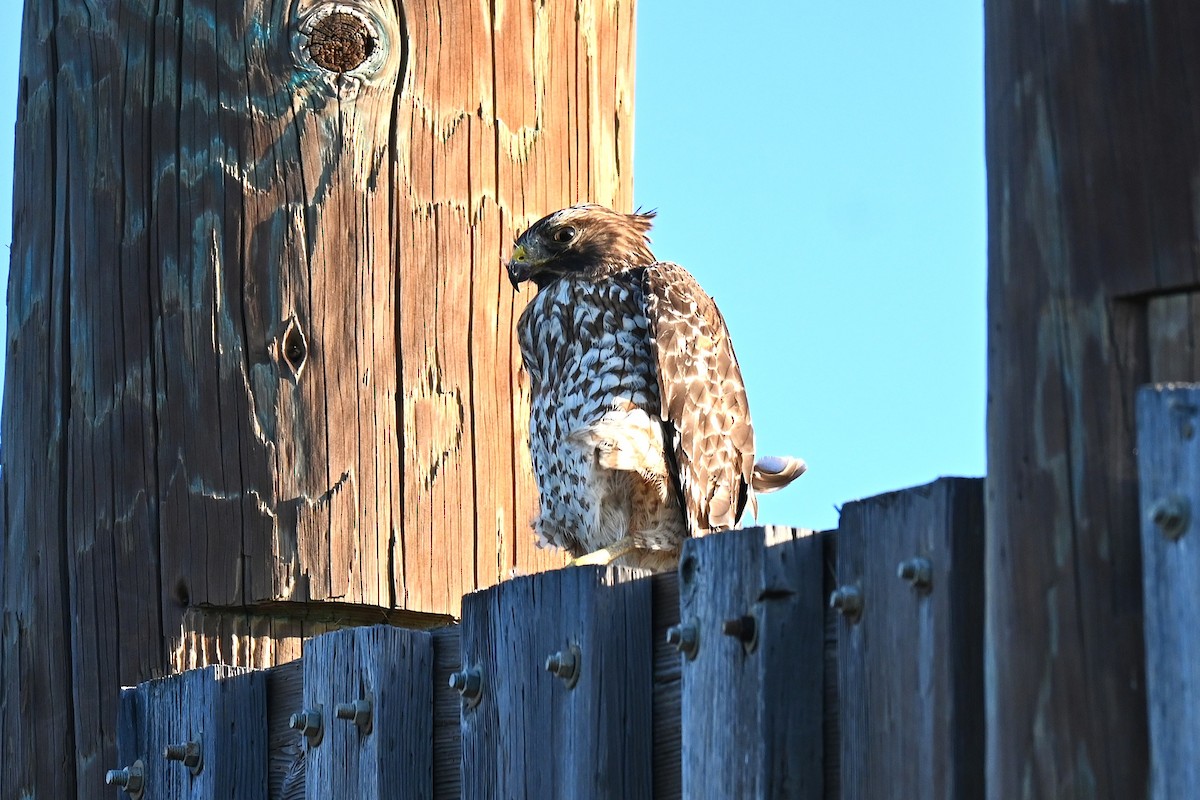 Cooper's Hawk - ML645907382