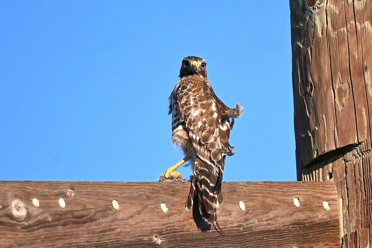 Cooper's Hawk - ML645907383