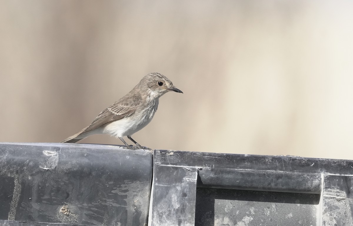 Spotted Flycatcher - ML645907389